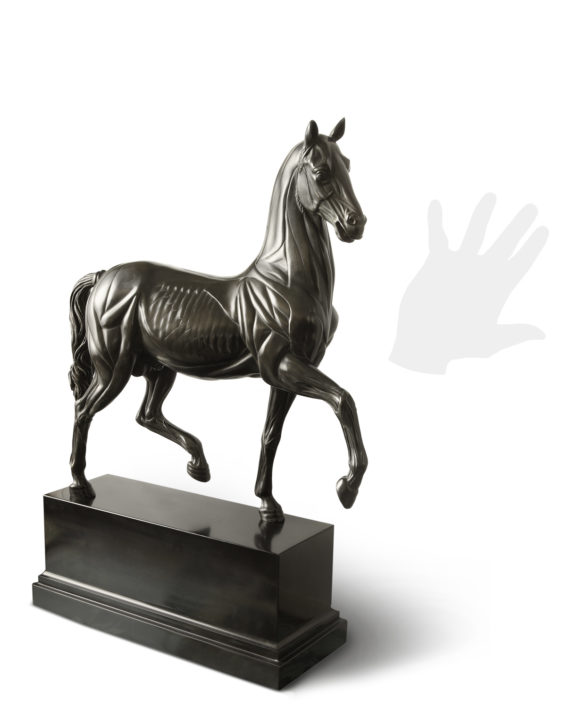 cavallo-anatomico-silhouette