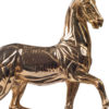 Gilded Anatomic Horse. Bronze sculpture for sale, Pietro Bazzanti Art Gallery, Florence, Italy